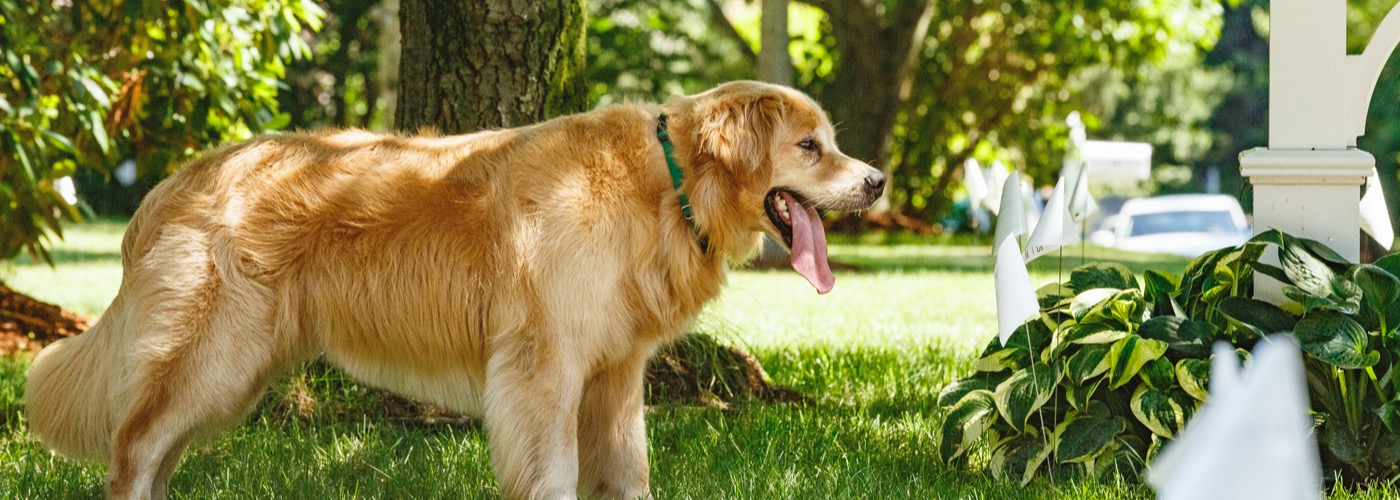 DogWatch of Dayton, South Vienna, Ohio | Outdoor Hidden Dog Fences Slider Image